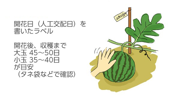 開花後、収穫まで、大玉 45～50日、小玉 35～40日が目安（タネ袋などで確認）。開花日（人工交配日）を書いたラベル