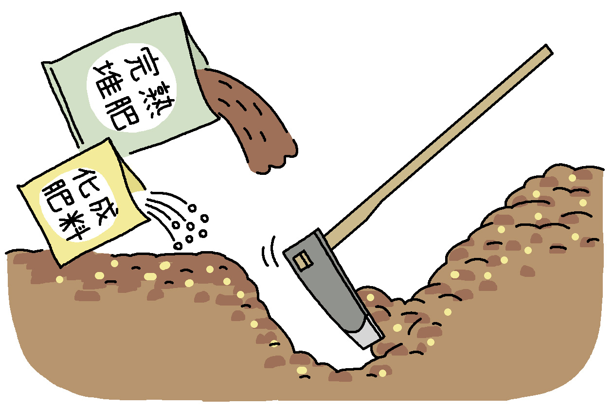 苗を定植する1週間前に完熟堆肥2kgと化成肥料（8-8-8）を100g施して、再度耕す