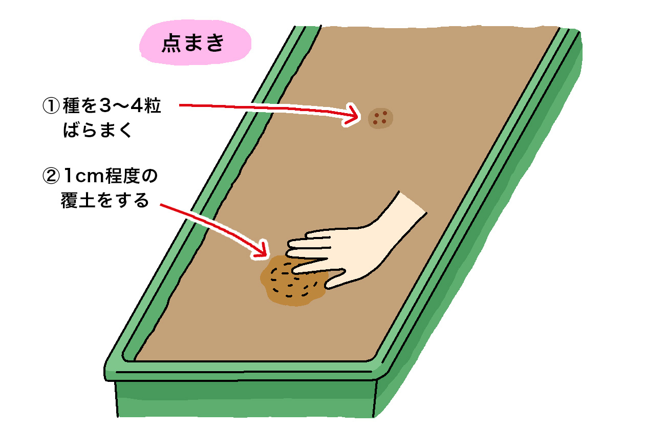 エンツァイの種が重ならないように3～4粒ずつ点まきにして、1cm程度の覆土をする
