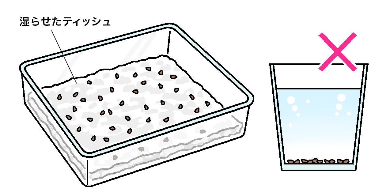 湿らせたティッシュの上にエンツァイの種を置いて、一晩ほど吸水させてから種まきをすると発芽率がよくなる