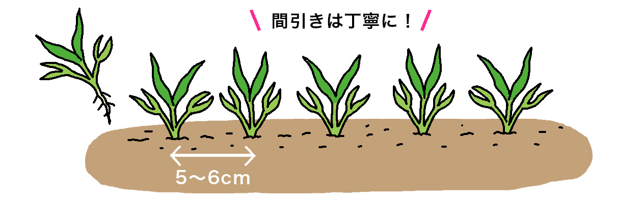 1回目の間引きは、エンツァイの本葉2枚程度で株間5～6cmに間引く。間引きは丁寧に！
