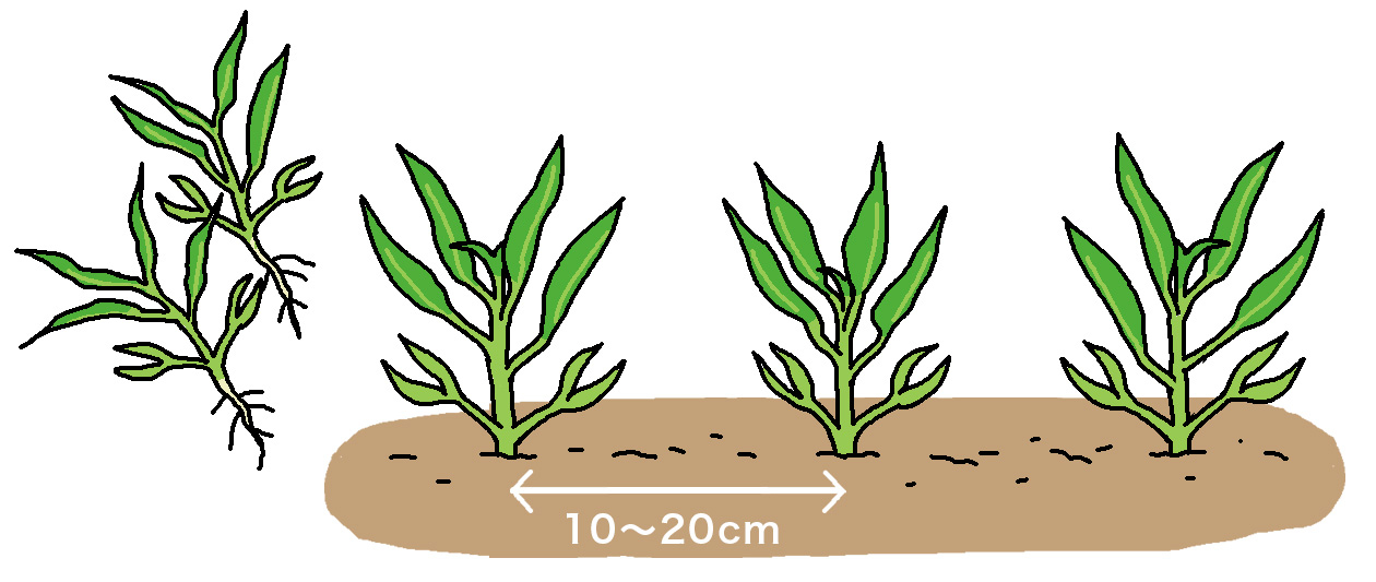2回目の間引きは、本葉4～5枚で節間の詰まったしっかりした株を残すようにして、株間10～20cmになるように間引く