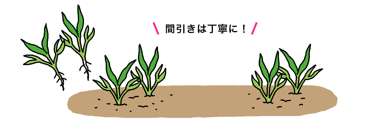 1回目の間引きは、エンツァイの本葉2枚程度で2本立ちに間引く。間引きは丁寧に！