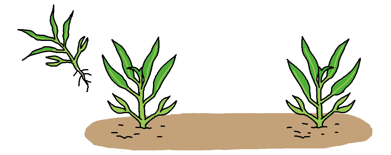 2回目の間引きは、本葉4～5枚で節間の詰まったしっかりした株を残して、1本立ちにする