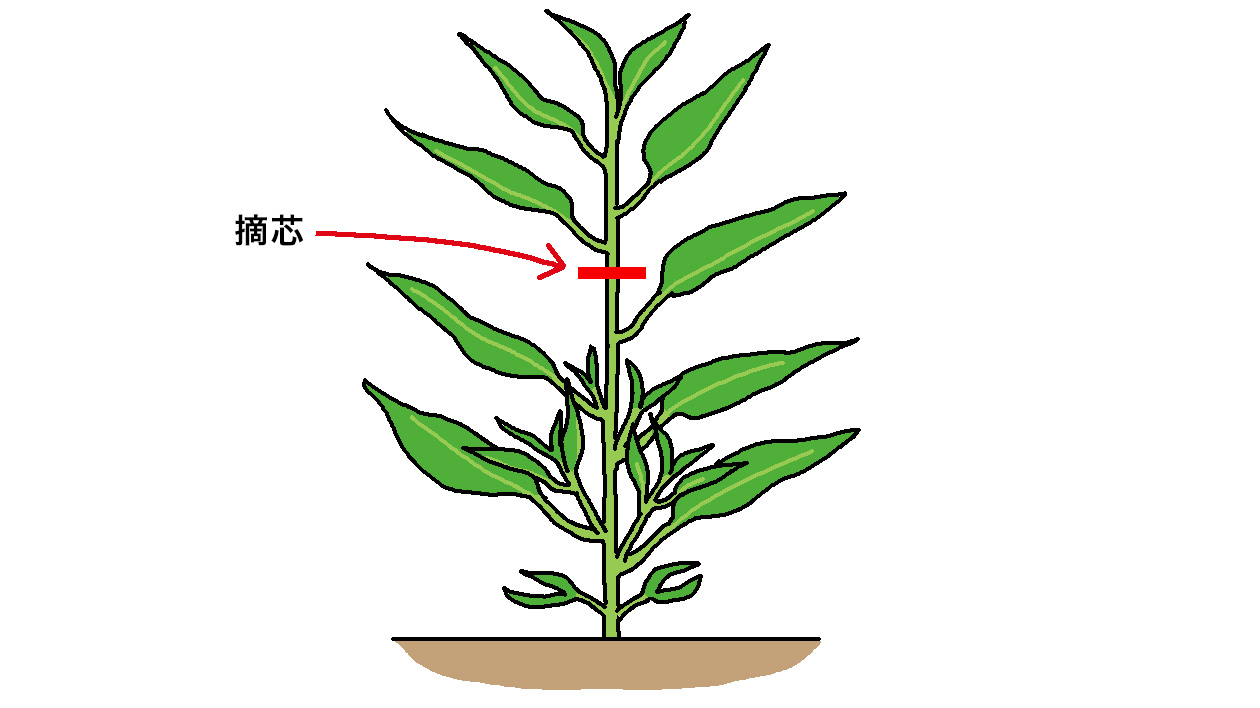 地際から5～6節を残して摘芯する