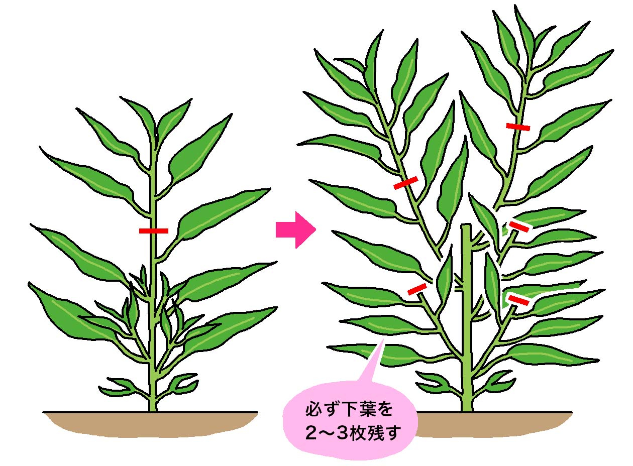 つるの下葉を必ず2～3枚残して収穫する