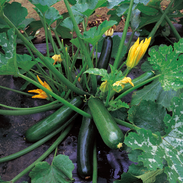 ズッキーニ様専用 ズッキーニさまご確認用ページ 国内産 ズッキーニ 3