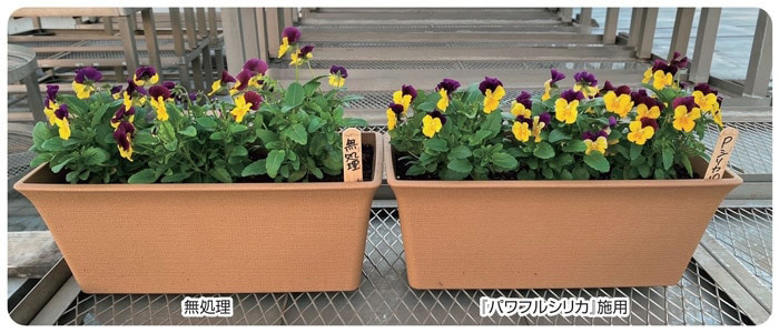 『パワフルシリカ』を使用したプランターは株が締まり、花数も多く、花の位置もそろっている。