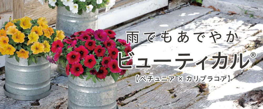 雨でもあでやか ビューティカル(R)【ペチュニア×カリブラコア】