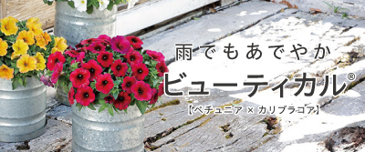 雨でもあでやか ビューティカル(R)【ペチュニア×カリブラコア】