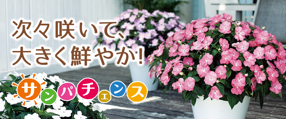次々咲いて、大きく鮮やか！サンパチェンス