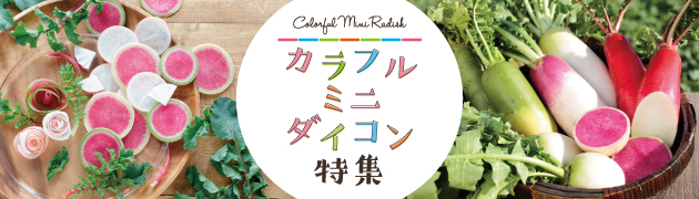 カラフルミニダイコン特集