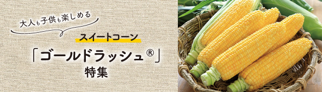 トウモロコシ（スイートコーン）「ゴールドラッシュ(R)」特集