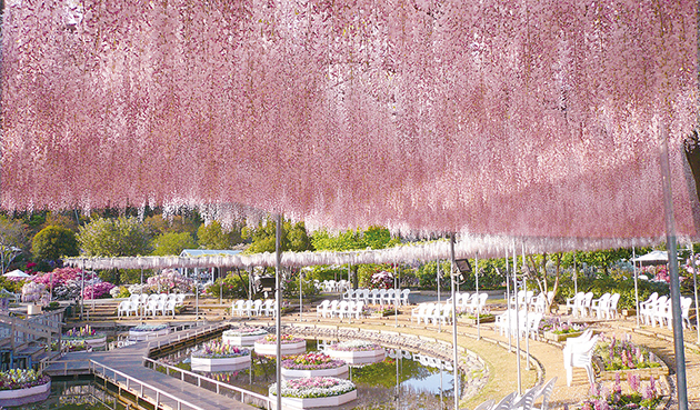 ashikaga_main-thumb-630x369.jpg