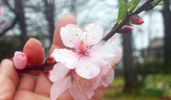 サクラの旅路 ガイダンス［前編］