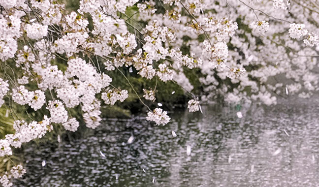 サクラの旅路 ガイダンス［後編］