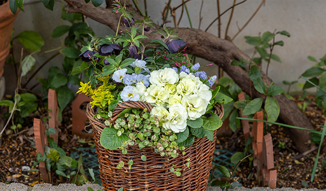 【第3回】よい土づくりに欠かせない「三つの要素」とは？