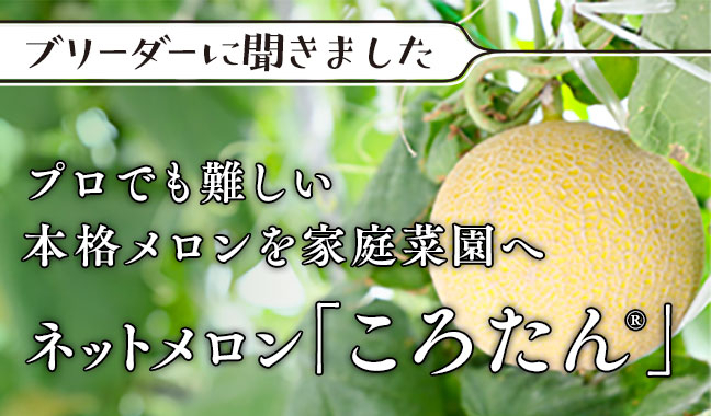 ネットメロン「ころたん®」“本格メロン”を家庭菜園に届けたい
