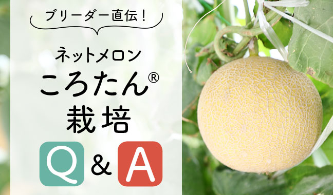 ブリーダー直伝！ネットメロン ころたん®栽培Q&A