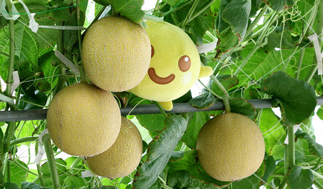 メロン「ころたん(R)」のキャラクター「ころた」