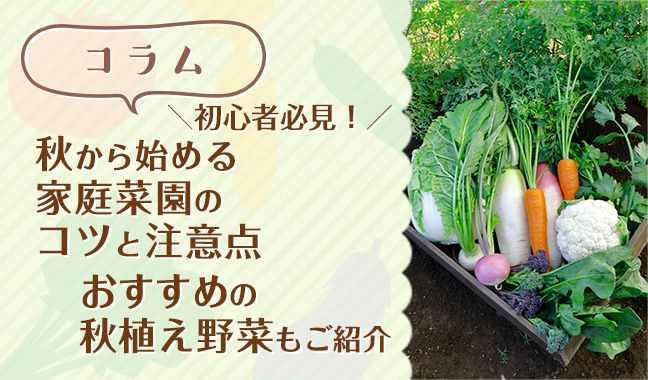 初心者必見！秋から始める家庭菜園のコツと注意点　おすすめの秋植え野菜もご紹介