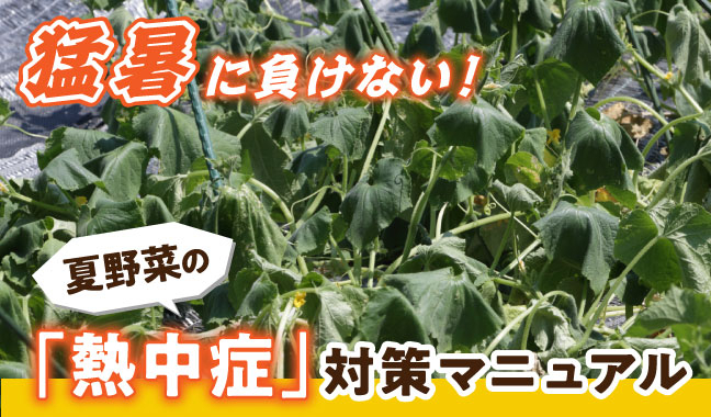 猛暑に負けない！夏野菜の「熱中症」対策マニュアル