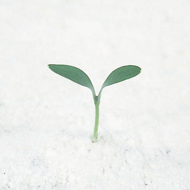 パクチー (コリアンダー)の発芽