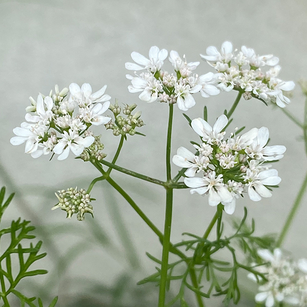 パクチー (コリアンダー)の花