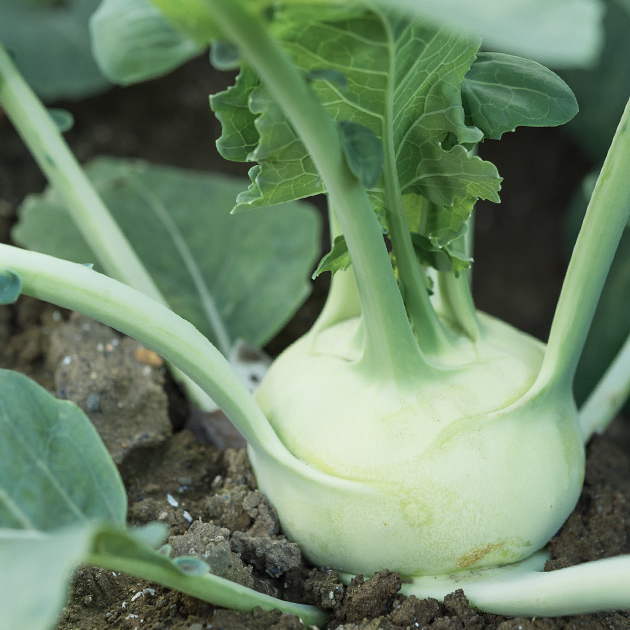 コールラビ