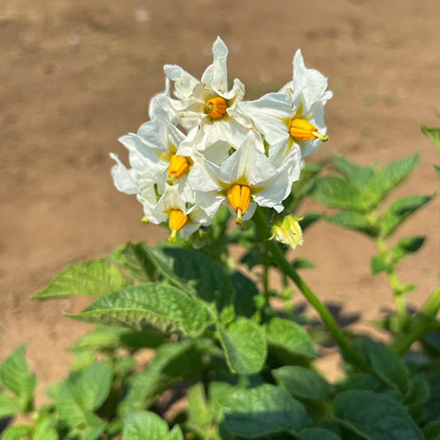 ジャガイモの花