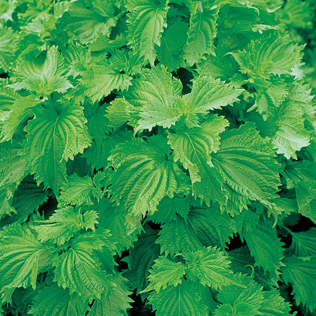 青ちりめんしそ