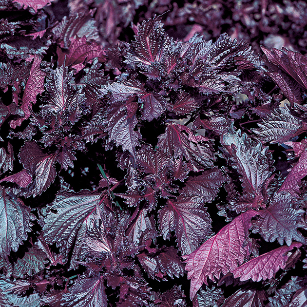 赤ちりめんしそ