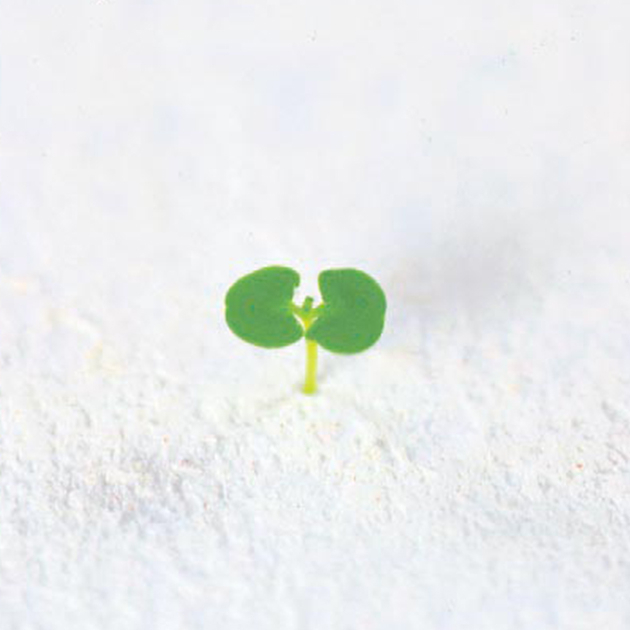 発芽したシソの苗