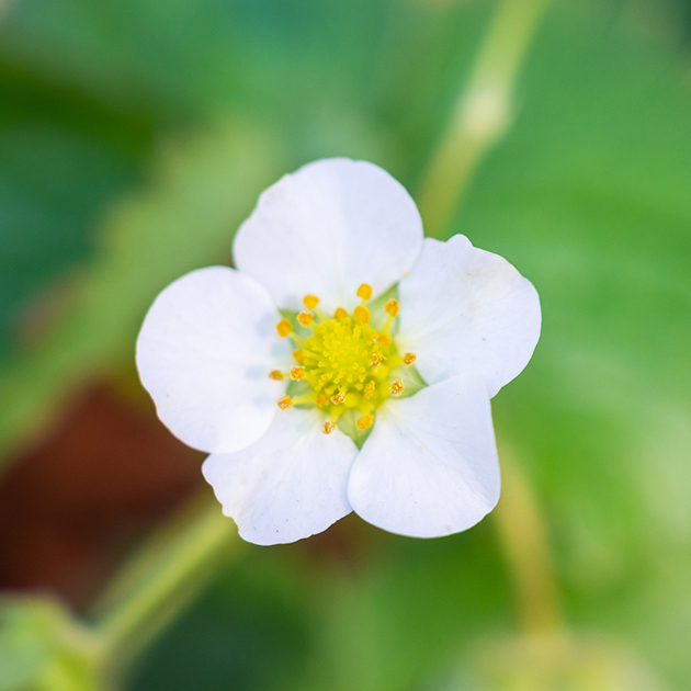 イチゴの花