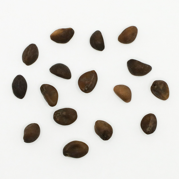 エンツァイの種