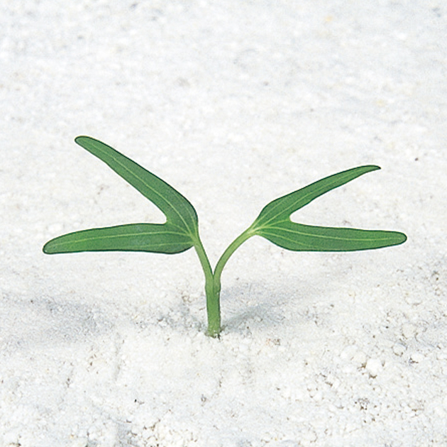 エンツァイの双葉