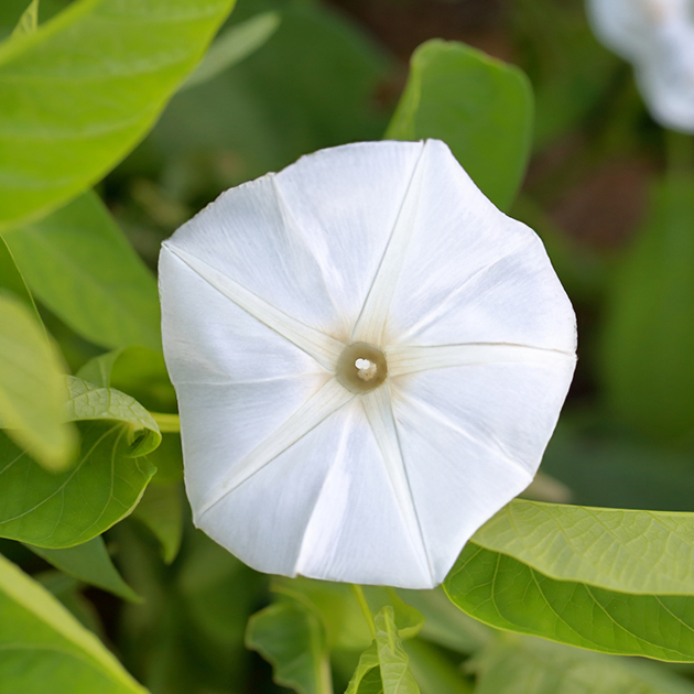 エンツァイの花