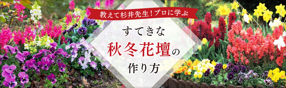 教えて杉井先生！プロに学ぶすてきな秋冬花壇の作り方