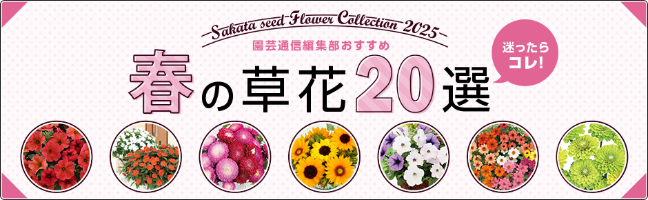 迷ったらコレ！ 園芸通信編集部おすすめ 春の草花20選