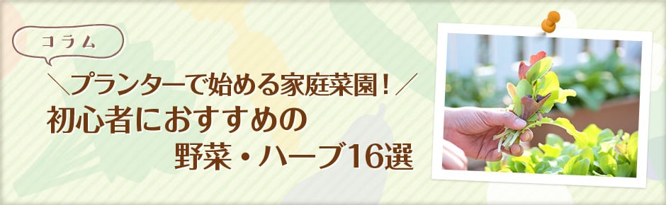 プランターで始める家庭菜園！初心者におすすめの野菜・ハーブ16選