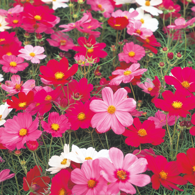 コスモスの花を縦横10mの空き地 100 に 夏から秋にかけて風にそよぐように植えたいと思います どんな品種がおすすめですか 園芸相談q A サカタのタネ 家庭菜園 園芸情報サイト 園芸通信