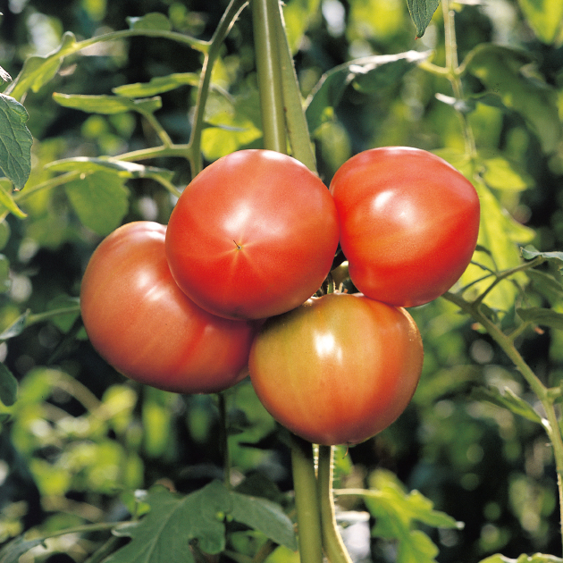 トマト・ミニトマトの育て方・栽培方法