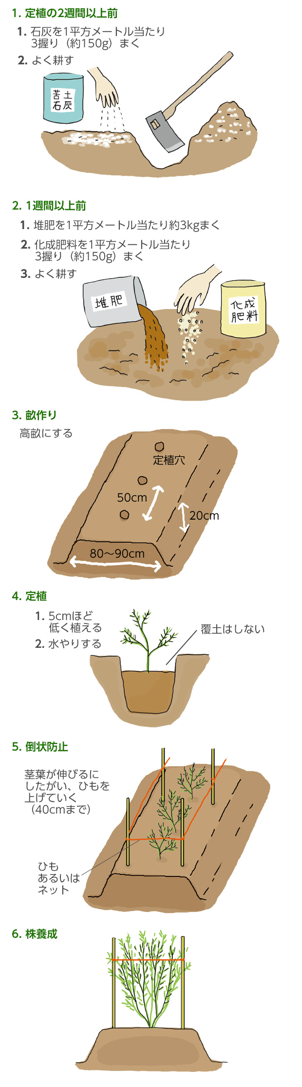 ガス 方 植え アスパラ の 長期栽培におすすめ！ アスパラガスの育て方6つのポイント