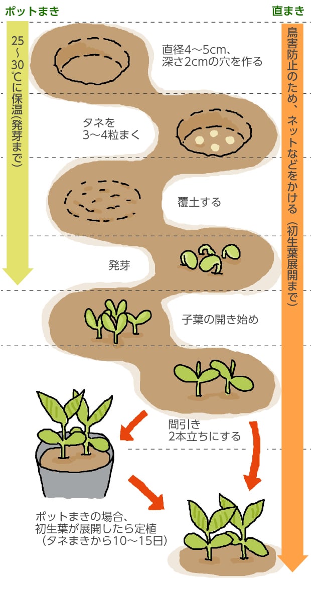 エダマメの育て方 栽培方法 失敗しない栽培レッスン 野菜の育て方 サカタのタネ 家庭菜園 園芸情報サイト 園芸通信