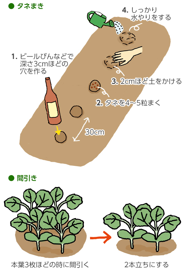 方 豆 えん どう 育て えんどう豆は、水をやらなくても良いのですか。