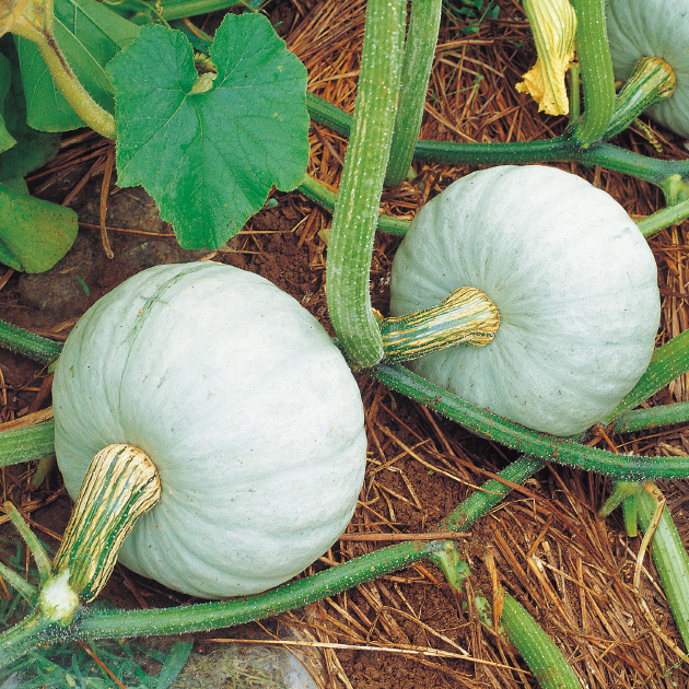 Japan Image かぼちゃ 栽培 品種