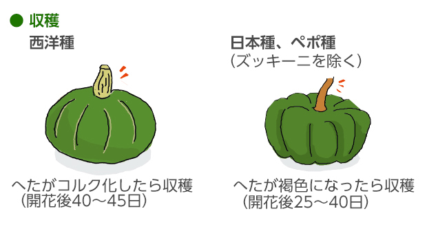 の 方法 かぼちゃ 栽培 カボチャの栽培は意外と簡単！ 栽培方法と初心者におすすめの品種