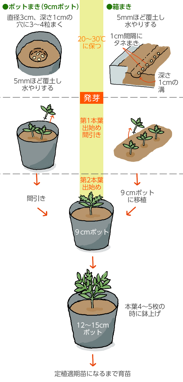 ミニトマトの育て方・栽培方法: | ホームセンターコーナンの通販サイト