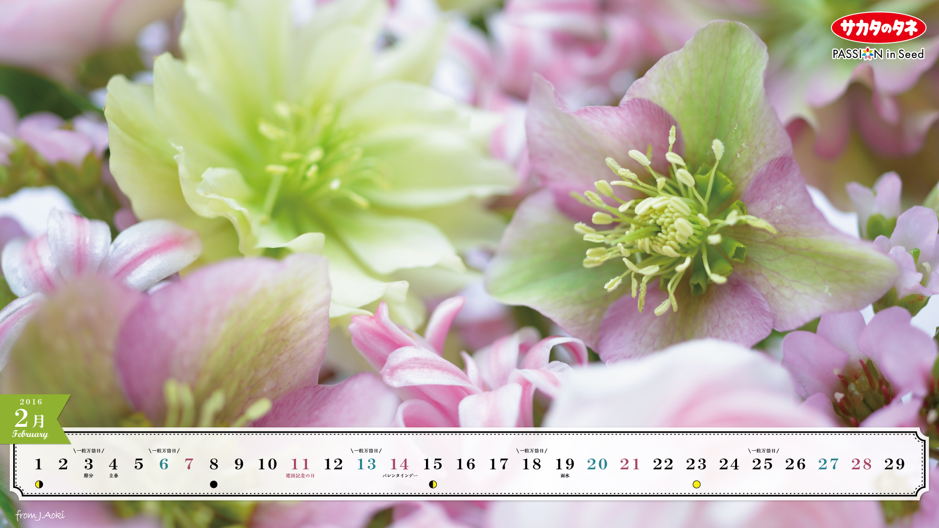 青木純子さんの壁紙カレンダー プレゼント サカタのタネ 園芸情報サイト 園芸通信