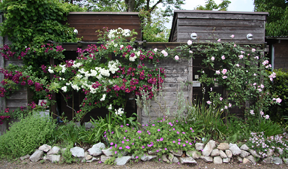 第1回 小さな庭でも感動のある空間を作ろう ビギナーさんをサポート小さな花壇づくり 読みもの サカタのタネ 家庭菜園 園芸情報サイト 園芸通信